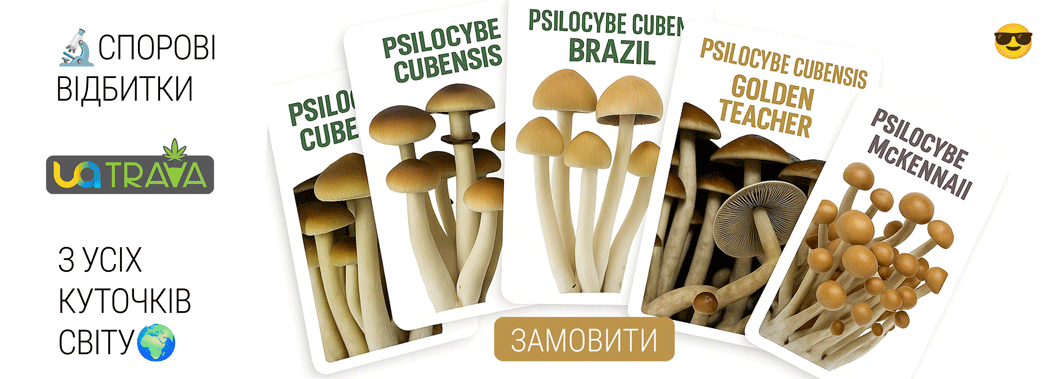 Купить cbd, купить споры грибов, купить семена каннабиса 