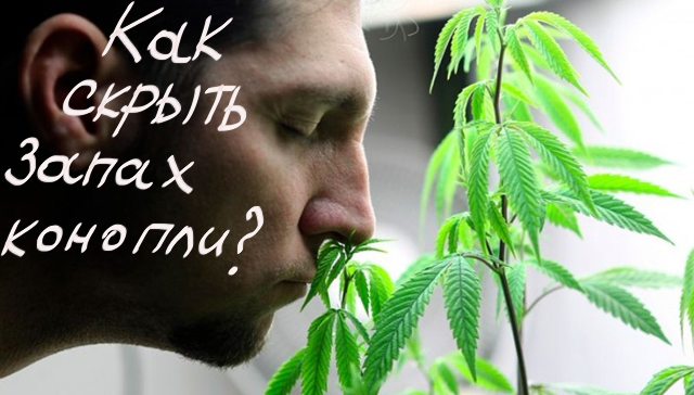 Подробная информация о "Как скрыть запах марихуаны"