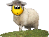 :ovca: