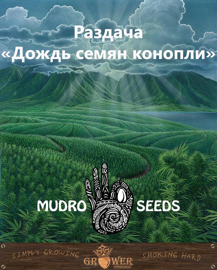 Подробная информация о "Внимание! Супер раздача "Дождь семян конопли" от MudroSeeds и магазина Grower.win"