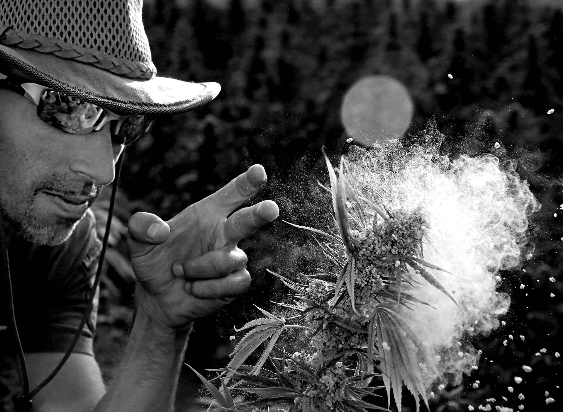 Подробная информация о "Скончался легендарный активист «мира марихуаны» Франко Лоя"