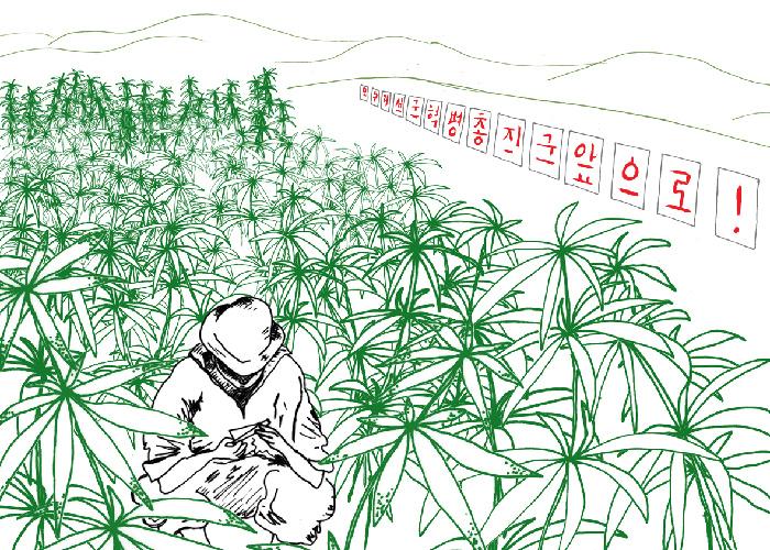 Cannabis-in-North-Korea_sfkgrower.jpg