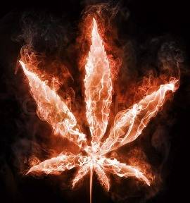Подробная информация о "Проблемы марихуаны: Ожоги из-за ветра"