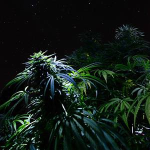 Night-Plants[1].jpg