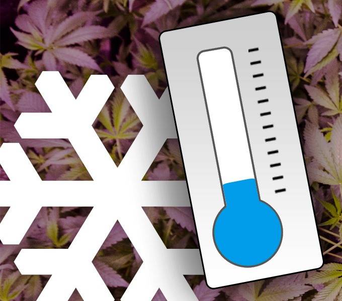 cold-cannabis.jpg