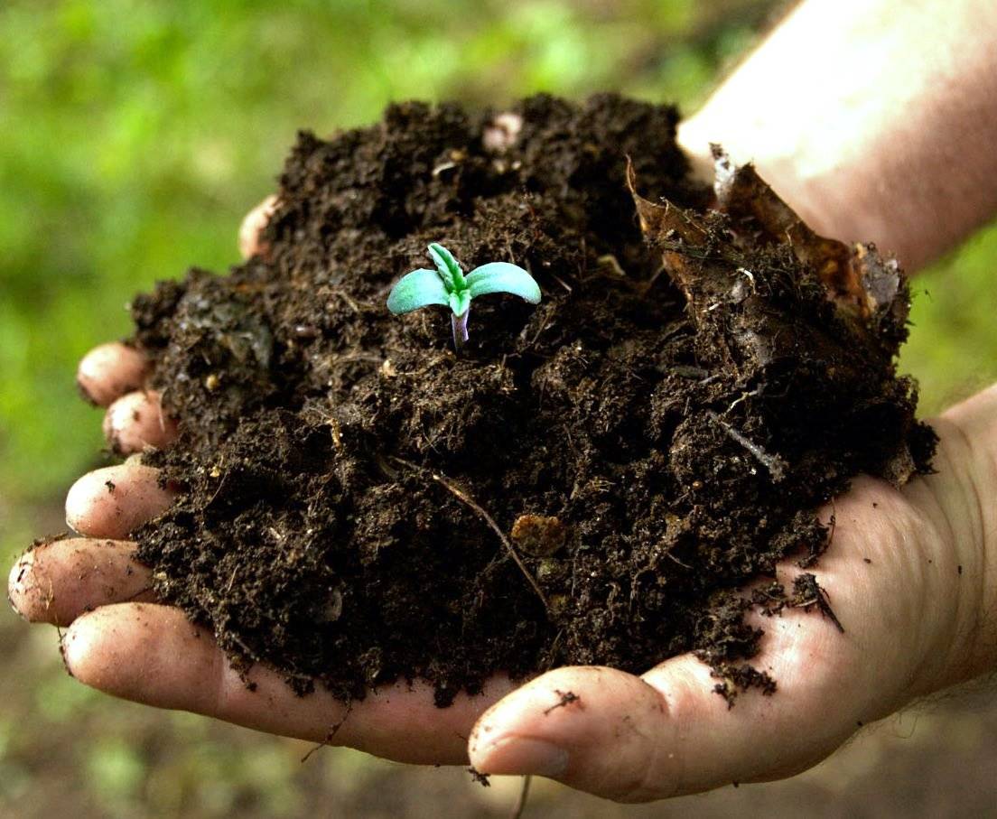 Подробная информация о "Выращивание на почве органического типа либо Просто добавь воды!"
