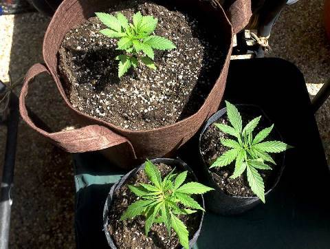 grower-size-pot.jpg