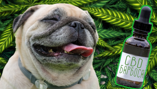 sfc-grower-cannabis-weed-pets-dog.png