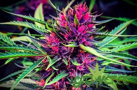 marijuana-purplea-1123x600.jpg