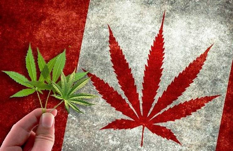 Подробная информация о "Какие измерения ждут Канаду после легализации конопли?"