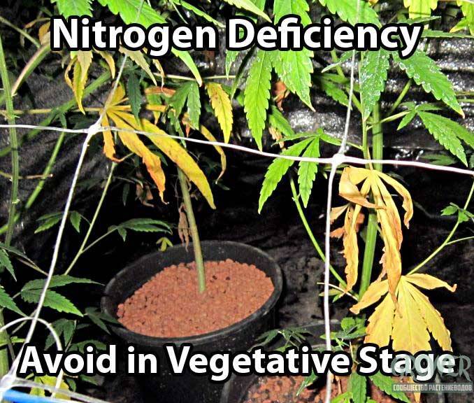 1789980649_cannabis-nitrogen-deficiency-bottom1.jpg.4bf4ac0e4c3550feba74bcfbf6d4f4ae.jpg