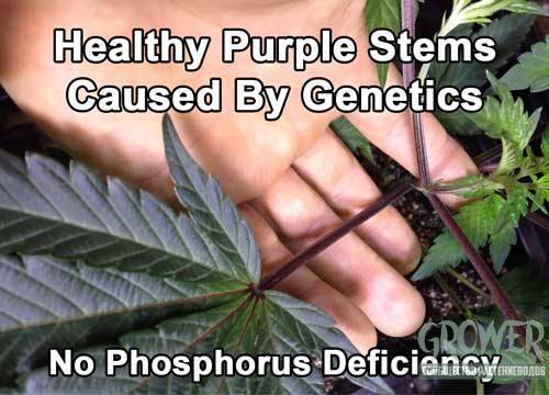 378534591_purple-stems-healthy-from-genetics-sm1.jpg.1413429bd30f51b03b34b8dd0c42b2ec.jpg