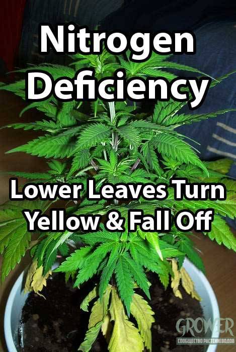 445628494_example-yellow-leaves-nitrogen-deficiency-marijuana1.jpg.eaf1e32659b9010bdfff21ea66899dea.jpg