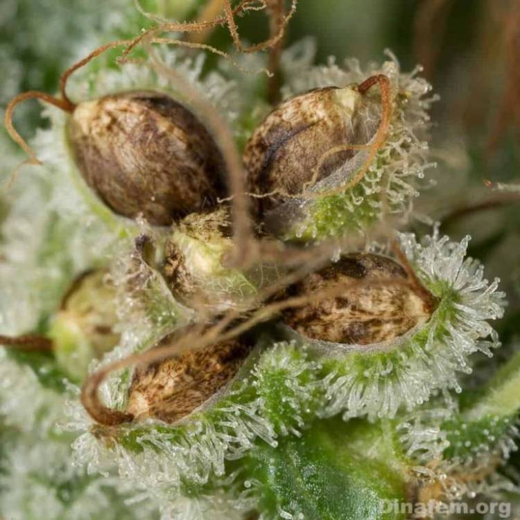 HT-Feminzed-seeds-ensure-no-need-for-sexing-plants.jpg