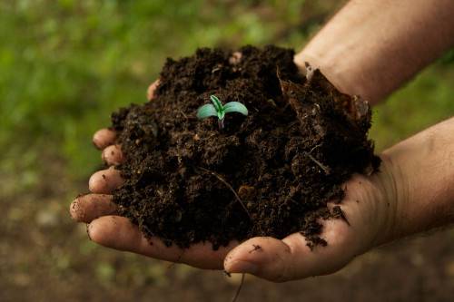 Подробная информация о "Лучшие советы по органическим средам для выращивания (и добавкам)"