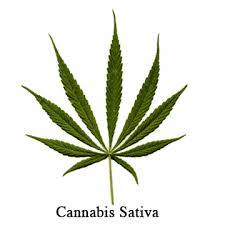 Marijuana-Leaf_5.jpg