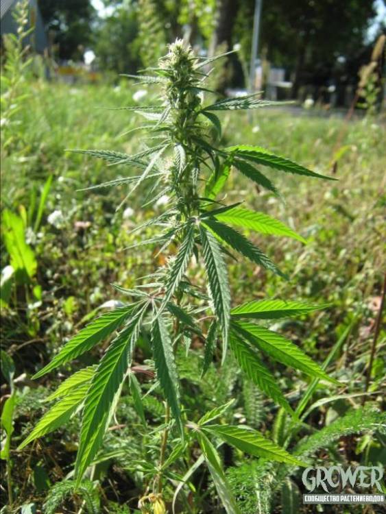 Marijuana-Leaf_9.jpg