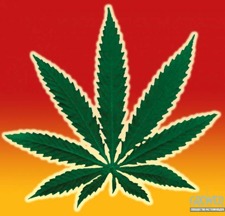 cannabis-leaf-outline-248.jpg