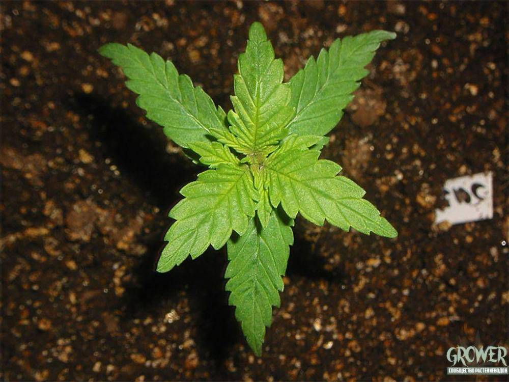 marijuana_leaf_12.jpg