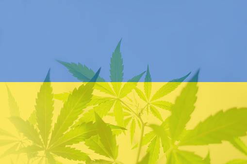 Подробная информация о "Почему Кабмин откладывает легализацию медицинской конопли в Украине"