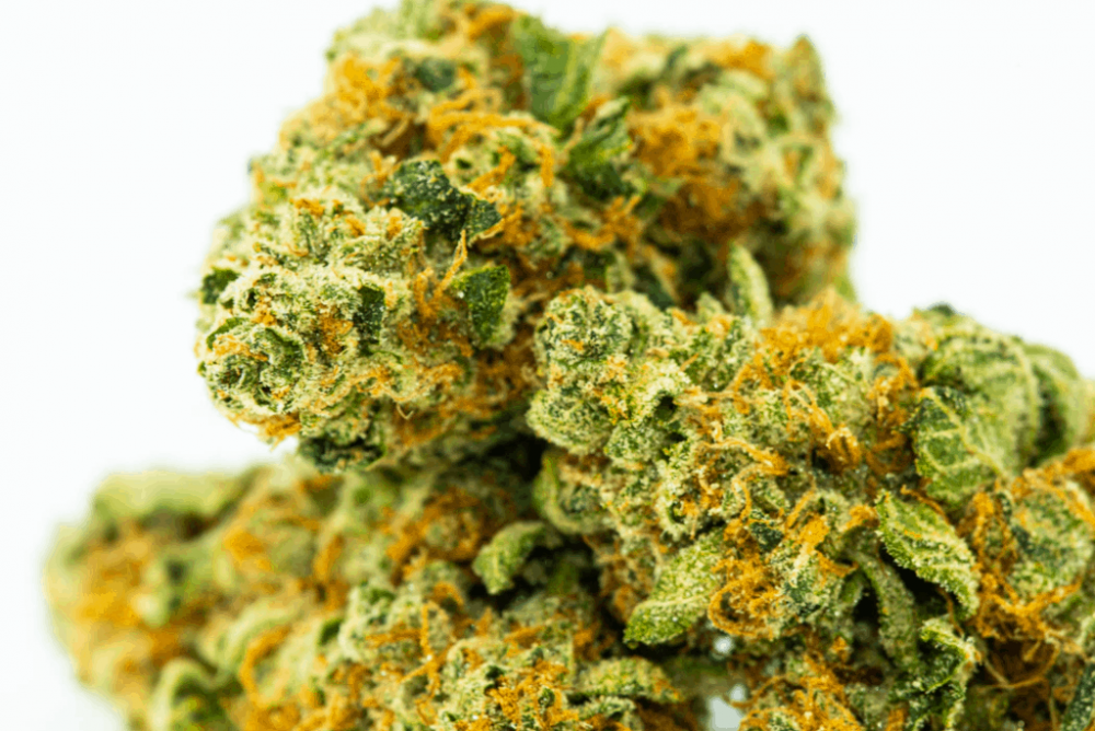 cannabis-tlya-sfc-grower-2.png