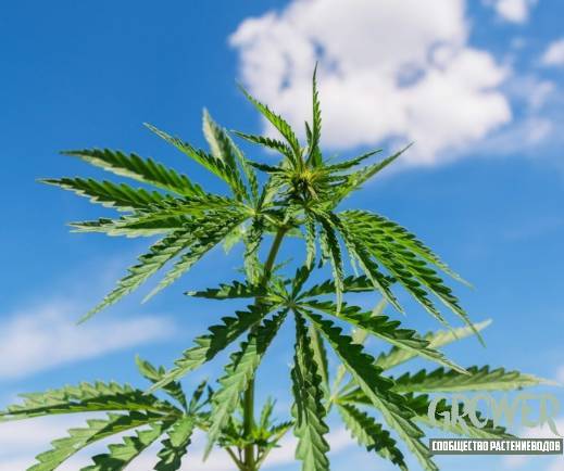 spring-cannabis-growing-sfc-grower-2.jpg