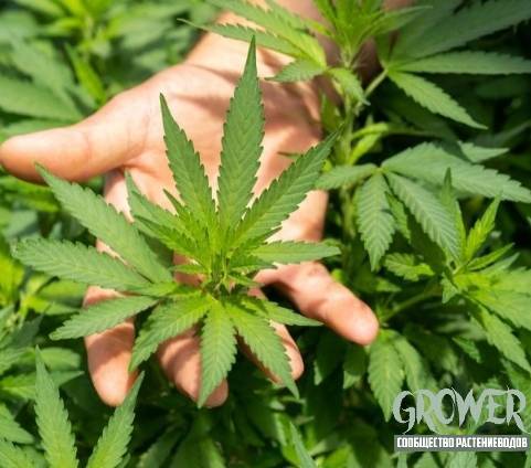 spring-cannabis-growing-sfc-grower-3.jpg